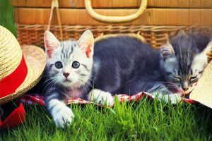 Can an Indoor Cat Still Get Feline Panleukopenia?