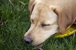 Can Canine Distemper Be Cured?