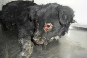 Can Canine Distemper Spread to Other Dogs?