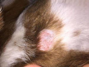 Can Dog Fungal Infection Be Cured?