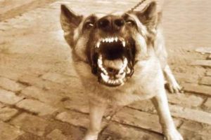Can Dog Hair Carry Rabies Virus?