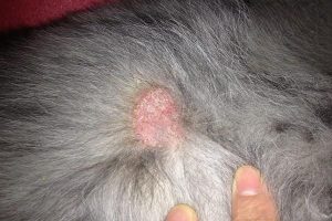 Can Dog Ringworm Spread to Humans, and How Likely?