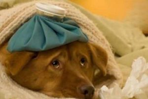 Can Dogs Take Human Fever Medicine?