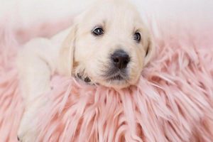 Can Human Medicine Treat Dog Diarrhea