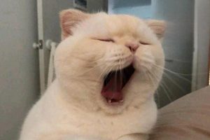 Can Vaccines Cause Side Effects in Cats?