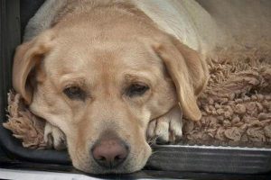 Can You Give a Dog Human Medicine for Diarrhea?