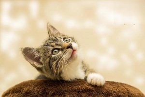 Canine and Feline Ascariasis (Roundworm Infection): Symptoms, Treatment, and Prevention