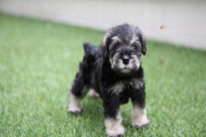 Canine and Feline Atopic Dermatitis