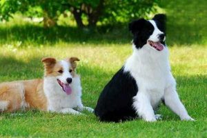 Canine and Feline Brain Tumors