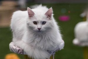 Canine and Feline Cataract: Symptoms, Treatment, and Prevention