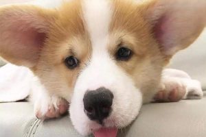 Canine and Feline Cherry Eye (Third Eyelid Gland Prolapse): Symptoms, Treatment, and Care