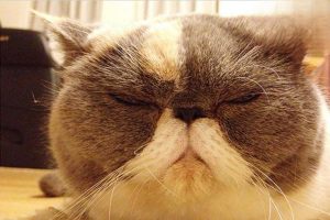 Canine and Feline Conjunctivitis: Symptoms, Treatment, and Prevention