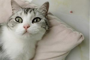 Canine and Feline Ectropion: Symptoms, Treatment, and Prevention