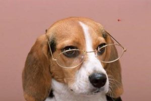 Canine and Feline Entropion: Symptoms, Treatment, and Prevention
