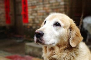 Canine and Feline Eperythrozoonosis (Hemotrophic Mycoplasmosis): Symptoms, Transmission, and Treatment
