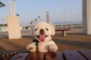Canine and Feline Food Allergy (Adverse Food Reaction)