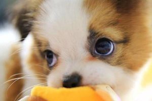 Canine and Feline Gastrointestinal Carcinoma