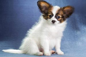 Canine and Feline Giardiasis: Symptoms, Treatment, and Prevention