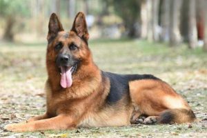 Canine and Feline Hemangioma and Hemangiosarcoma