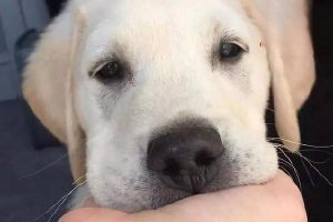 Canine and Feline Hyperadrenocorticism (Cushing’s Syndrome)