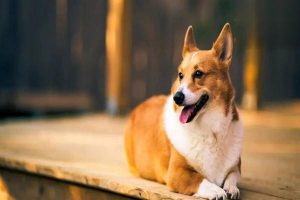Canine and Feline Immunodeficiency Disease