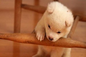 Canine and Feline Insulin Deficiency (Diabetes Mellitus)