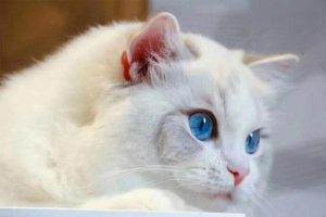 Canine and Feline Nasal Adenocarcinoma