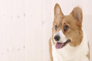 Canine and Feline Pemphigoid