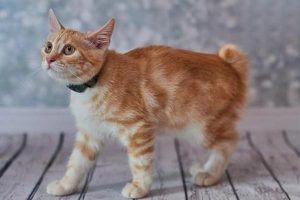 Canine and Feline Primary Lung Tumor