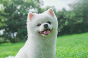 Canine and Feline Schistosomiasis (Blood Fluke Infection): Symptoms, Treatment, and Prevention