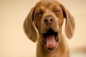 Canine and Feline Spinal Cord Tumors