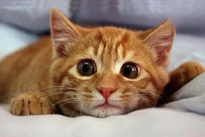 Canine and Feline Strongyloidiasis: Symptoms, Treatment, and Prevention