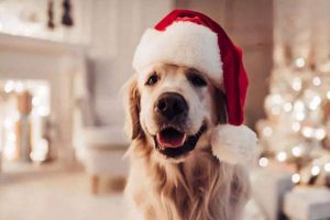 Canine and Feline Trichinellosis: Symptoms, Treatment, and Prevention
