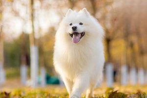 Canine and Feline Whipworm Infection (Trichuriasis): Symptoms, Treatment, and Prevention