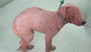 Canine Demodicosis (Demodex Mange): Signs and Care