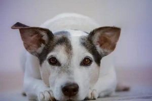 Canine Parvovirus Disease