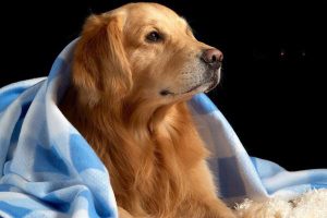 Canine Pyoderma: Symptoms, Treatment, and Prevention