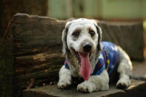 Canine Self-Biting (Acral Self-Trauma) Syndrome: Symptoms, Causes, and Care