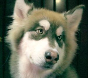 Canis lupus familiaris