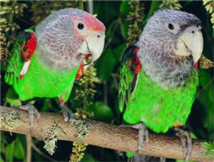 Cape Parrot