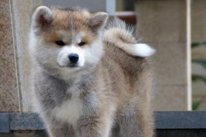 Cardiac Arrhythmia in Dogs and Cats