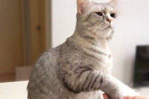 Caring for a Pregnant Cat