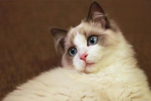 Cat Deworming: Methods and Timing