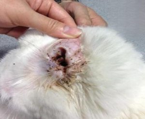 Cat Ear Mites