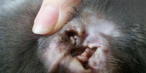 Cat Ear Mites: Symptoms and Care