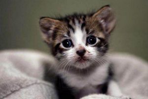 Cat Gastritis: Symptoms and Treatment