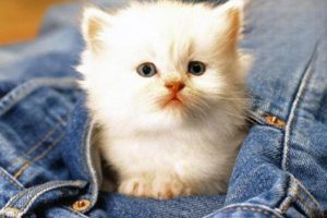 Cat Has Diarrhea but Plenty of Energy