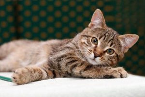 Cat Has Smelly Yellow Diarrhea but Still Acts Normal
