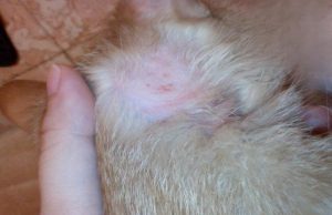 Cat Ringworm: Symptoms and Home Care