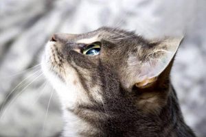 Cat Ringworm: Symptoms and Treatment